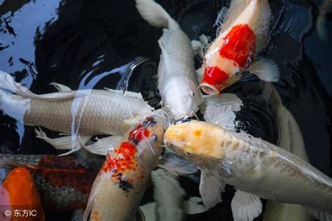 夢見魚在地上|夢見魚/夢到魚